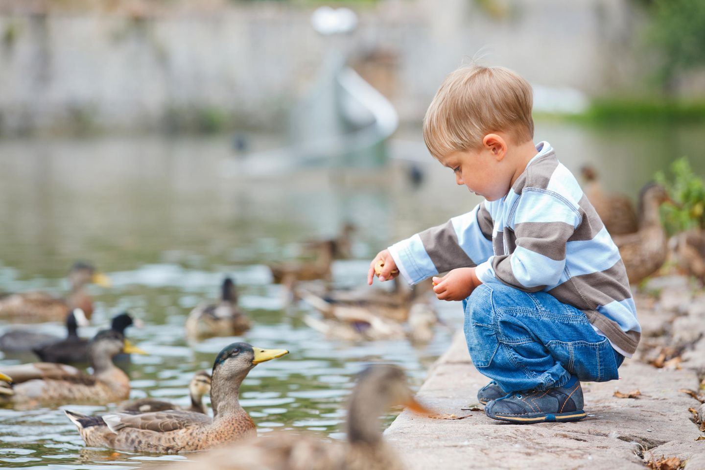 Junge hockt am Ufer und füttert Enten