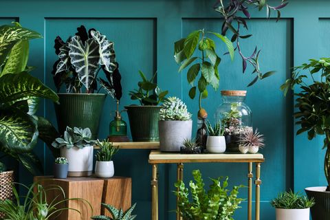 Giftige Wohnungspflanzen: Ein Raum mit petrolfarbenen Wänden und vielen Pflanzen