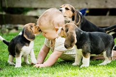 Alles in den Mund: Baby umringt von drei Beagle-Welpen