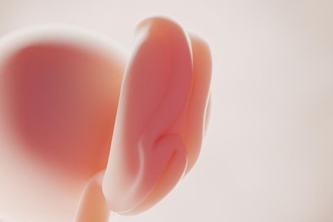 4. SSW: Embryo in SSW 4