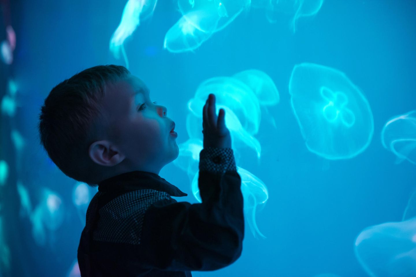 Qualleneltern: Junge beobachtet Quallen im Aquarium