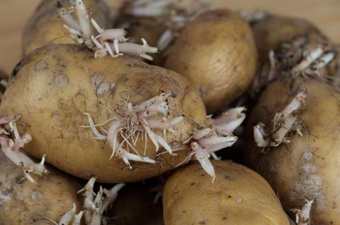 Keimende Kartoffeln? Wann du sie noch essen kannst – und wann eher nicht